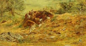 Woodland Stump