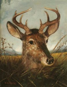 Deer In Tall Grass