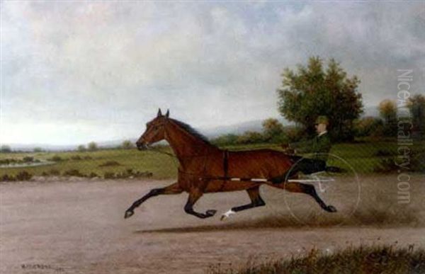 Bay Pacer, Believed To Be "yolo Maid", On A Racetrack - view 1