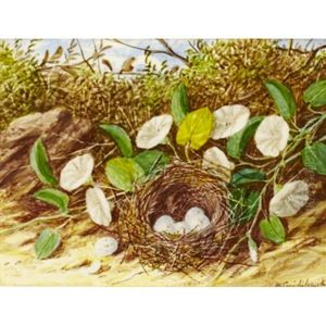 Bird's Nest With Flowers by William Cruickshank