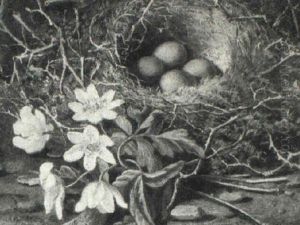 Still Life Of Primulas And A Bird's Nest