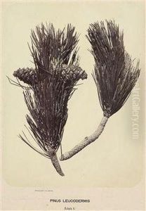 Pinus Leucodermis by Franz Antoine