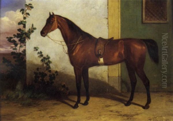 Cavallo Sellato - view 1