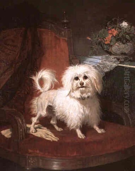 A Maltese Terrier On A Chair - view 1