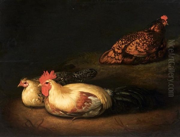 Les Poules - view 1