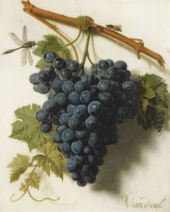 Grappe De Raisins Grappe De Raisins