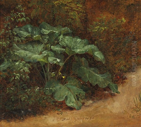 A Broad-leaved Dock (skraeppeplante) In The Forest Floor - view 1