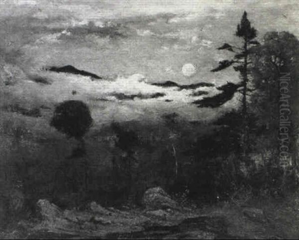 Forest At Dusk - view 1