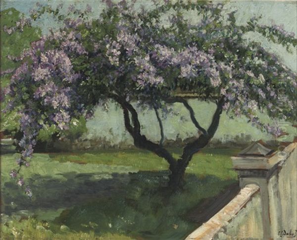 Blossoming Frangipani Tree - view 1