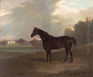 Black Stallion In Landscape, Elsenham Hall