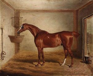 "whittington", A Favourite Bay Hunter In A Stable