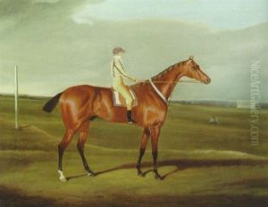 Mr. Poole's "tawny" With Jockey Up by David of York Dalby