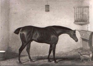 President, A Chestnut Hunter With A Terrier In A Loosebox