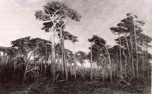 Zauberwald by Hans Mathias Halten Dall