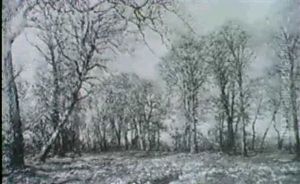 Waldlichtung Im Fruhling