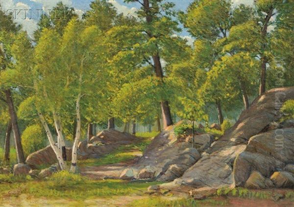 Rocks And Birch Trees In Sunlight - view 1