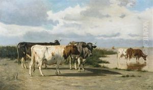 Des Vaches Pres D'un Lac Des Vaches Pres D'un Lac