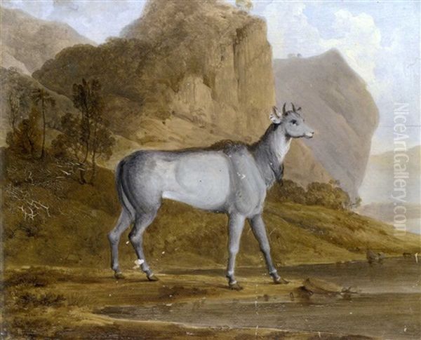 Study Of A Sarow (capricornis Sumantrensis) In A Javanese Landscape - view 1