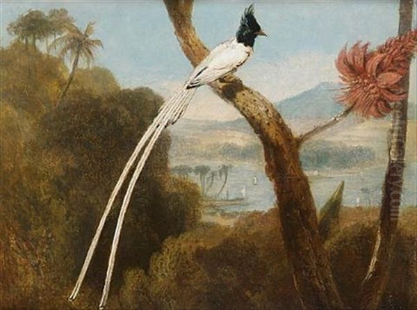 The Paradise Fly-catcher Of Ceylon - view 1