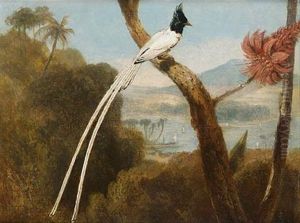 The Paradise Fly-catcher Of Ceylon
