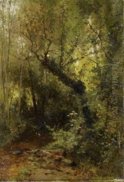 Sous-bois - view 1