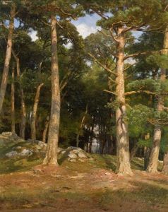 Pines In The Evening Sun