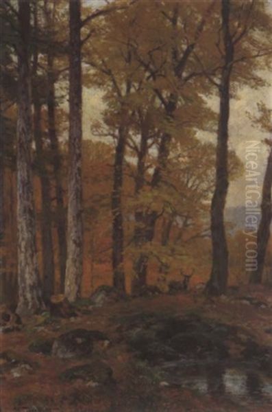 Rotwild Im Herbstwald - view 1
