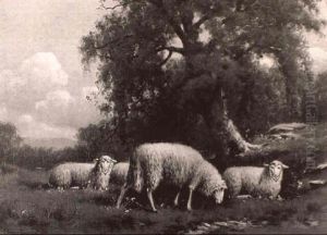 Sheep Resting In A Meadow Sheep Resting In A Meadow