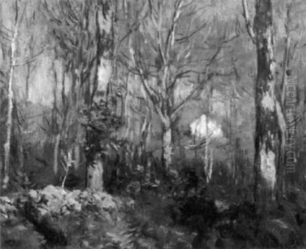 Autumn Woods - view 1