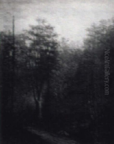 Autumn Woods - view 1