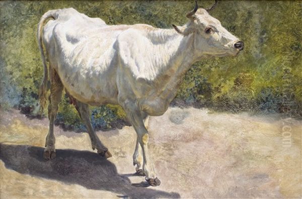 Study Of A White Cow - view 1