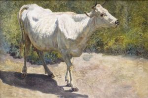 Study Of A White Cow