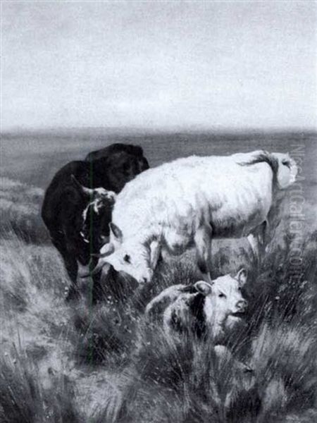Cattle On A Cliff Top - view 1
