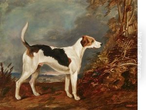 Spanker, An English Foxhound