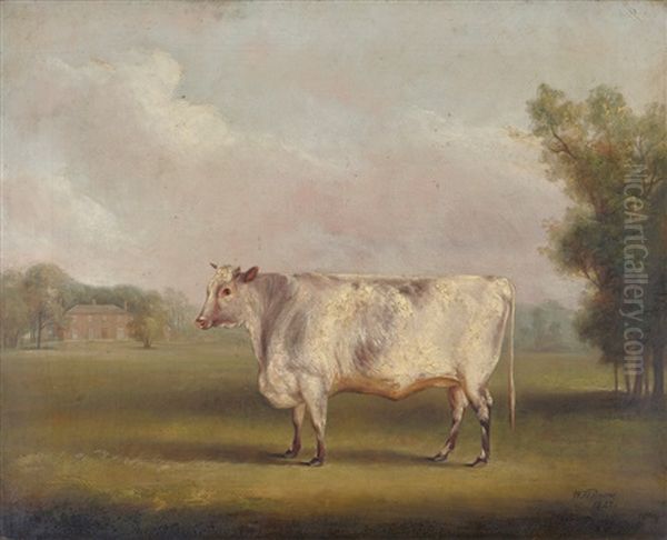 Shorthorn Heifer Standing In A Parkland - view 1