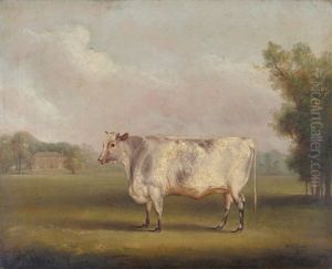 Shorthorn Heifer Standing In A Parkland