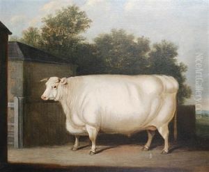 A Prize White Bull Standing Beside A Farmyard Gate