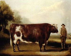 A Dark Roan Bull