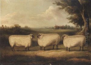 A Study Of Three Prize Sheep In A Landscape A Study Of Three Prize Sheep In A Landscape