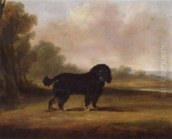 A Water Spaniel In An Open Landscape By A Pond - view 1