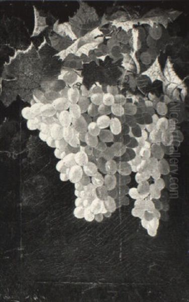 Malaga Grapes - view 1