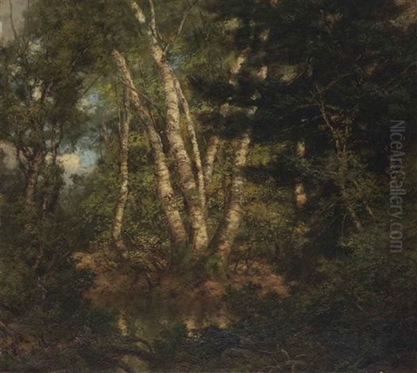 A Birch Family, June Time At Lake George, New York - view 1