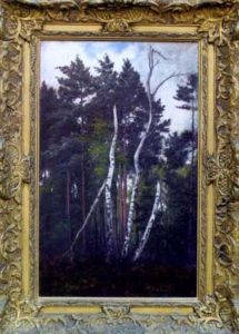 Bouleaux Dans La Foret De Fontainebleau