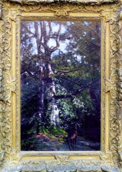 Chevreuil En Foret De Fontainebleau - view 1