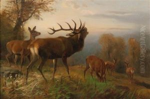 Herd Of Red Deer