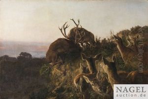 Forkelnde Hirsche Im Licht Des Fruhen Morgens, Im Vordergrund Aufmerksame Tiere Forkelnde Hirsche Im Licht Des Fruhen Morgens, Im Vordergrund Aufmerksame Tiere