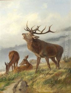 Bellowing Stag With Hinds