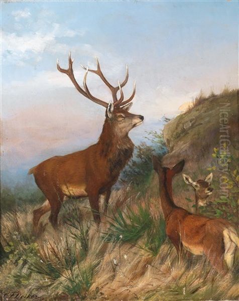 Red Deer At Dusk - view 1