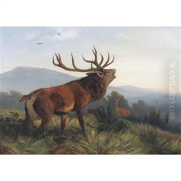 Rohrender Hirsch Mit Rehen - view 1