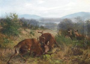 Fighting Stags